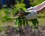 自制7种天然除草剂 园艺维护好帮手快速有效