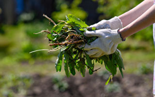 自制7种天然除草剂 园艺维护好帮手快速有效