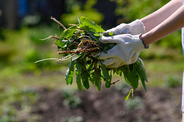 自製7種天然除草劑 園藝維護好幫手快速有效