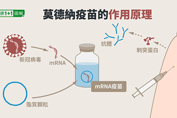 莫德纳疫苗（mRNA疫苗）的作用原理。（健康1+1／大纪元）