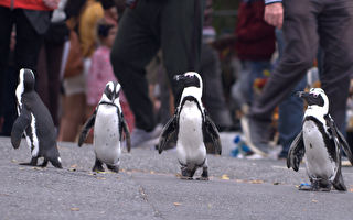 《企鵝小鎮》影評：拍攝企鵝的紀錄片 也能很有故事性