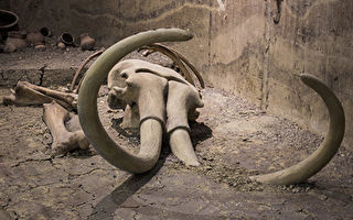 加拿大砂礦地突現大量猛獁象骨骸