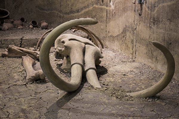 加拿大砂矿地突现大量猛犸象骨骸
