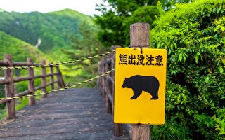 日本汽車撞野熊 熊起身離開 車子卻嚴重受損