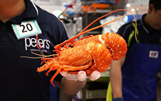 中国饕客难拒美食 从香港偷进口澳洲龙虾