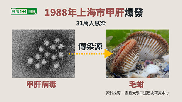 上海市甲肝疫情大爆發，研究發現甲肝病毒來自於某處水域的毛蚶。（健康1+1／大紀元）