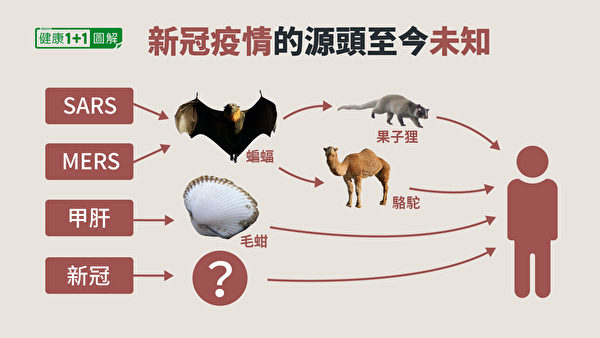 關於新冠病毒自然來源的可能性，目前無法確認病毒來自蝙蝠，也找不到中間宿主。（健康1+1／大紀元）