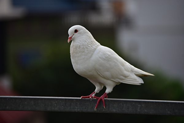 法國老翁救了白鴿 兩者變成形影不離的好友