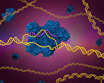 新突破：CRISPR技術成功治療基因缺陷病人