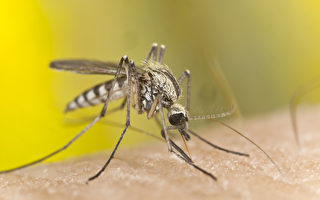 独立日踏青防蚊 避免感染西尼罗河病毒