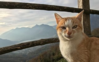 治愈之旅：一岁猫咪随主人攀遍48座最高峰