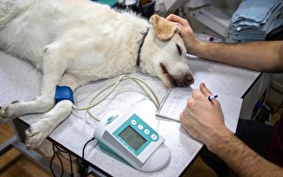 巴西流浪狗受傷 自己到獸醫診所求救