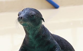 海狮宝宝亮相 日本水族馆盼为疫情期间带来希望