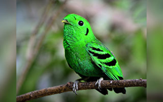 70年前被宣布“灭绝” 稀有绿阔嘴鸟再现踪