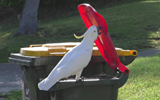 太聪明 澳洲鹦鹉会开垃圾桶觅食 还教会同伴