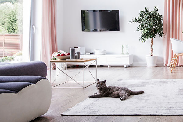 Grey,Cat,On,Carpet,In,Spacious,Living,Room,Interior,With