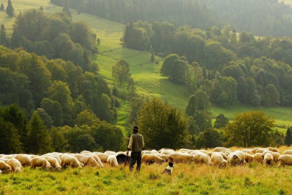 空拍上千隻綿羊移動的縮時短片 看了很療癒