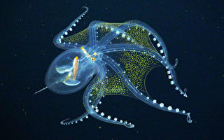 罕见玻璃章鱼现太平洋深海 全身晶莹剔透