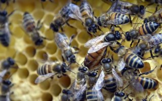 一男童在昆州度假屋遭数十只蜜蜂蜇伤