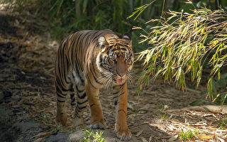聖地亞哥動物園老虎感染新冠病毒