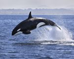 被圈養40餘年「世界最孤獨鯨魚」離世