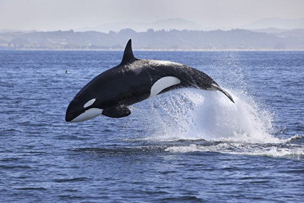 被圈养40余年“世界最孤独鲸鱼”离世