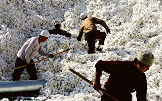 美國智庫：新疆棉花番茄等仍由中間商銷往全球