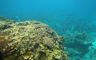 澳洲大堡礁驚現400歲罕見巨型珊瑚 