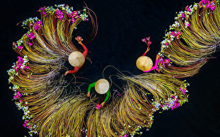 组图：空拍越南妇女湄公河采睡莲