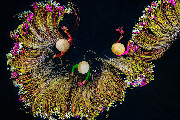 组图：空拍越南妇女湄公河采睡莲