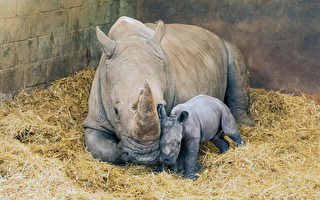 组图：伦敦动物园迎来稀有南方白犀牛宝宝