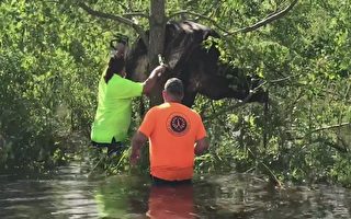 颶風艾達橫掃美國路州後 一頭牛卡在樹上