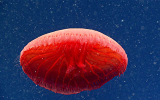 新物种 “血红色水母”惊现大西洋深海