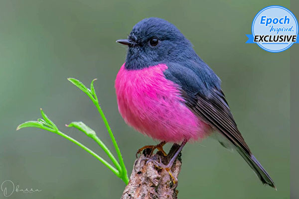 澳洲攝影師歷經數月 拍到稀有粉紅知更鳥