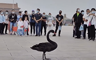 中國異象頻頻 中共老巢窯洞崩塌 天安門飛來黑天鵝