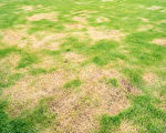 草坪出现裸露土壤 2方法轻松恢复绿草茸茸