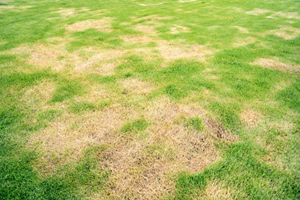 草坪出現裸露土壤 2方法輕鬆恢復綠草茸茸