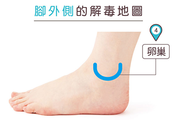 脚外侧可改善更年期症状的穴道。（苹果屋提供）