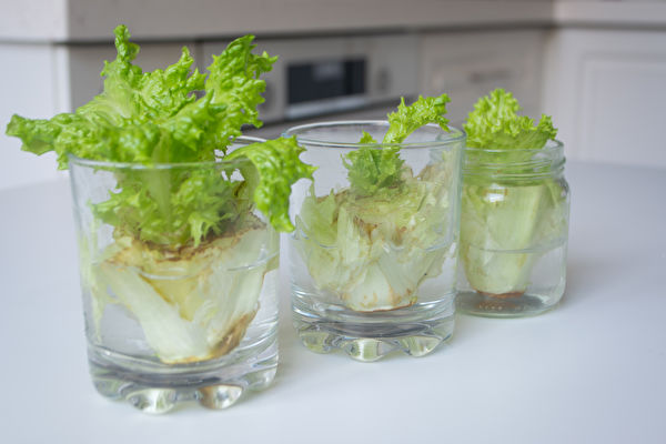 Growing,Lettuce,In,Water,From,Scraps,In,Kitchen,And,On,生菜,水杯蔬菜