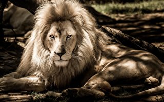 肯尼亚野生动物保护区中最年长的狮子