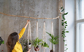 11種美麗室內懸掛植物 新手也能輕鬆養活