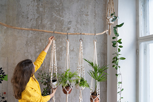 11种美丽室内悬挂植物 新手也能轻松养活