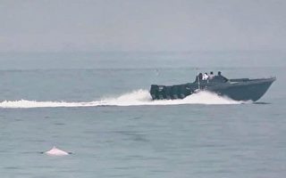 香港走私快艇威胁治安 影响海豚居住生态