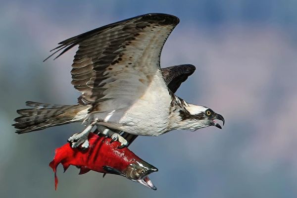 魚鷹捉到紅鮭魚後在空中「定格」的罕見畫面