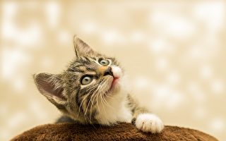 美國動物靈媒：小貓能跨越不同維度