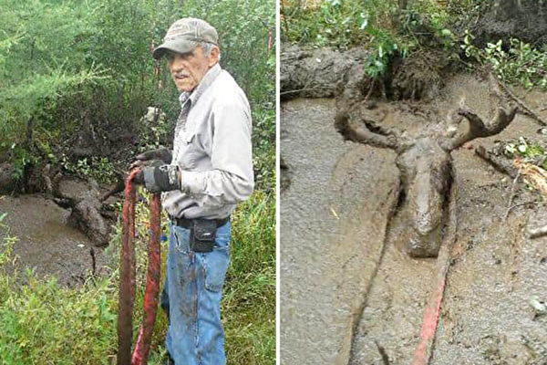 加拿大驼鹿深陷沼泽 两位70岁老人联手救出