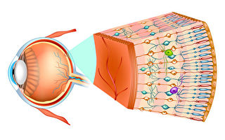 研究：生物视网膜敏感度极高而且节能