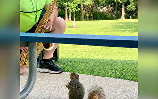 音樂教授到公園練薩克斯 一松鼠成「忠粉」