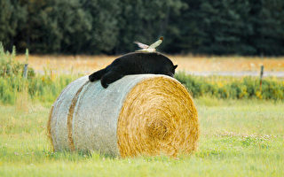 一隻北鷂和在乾草捆上打盹的黑熊罕見同框
