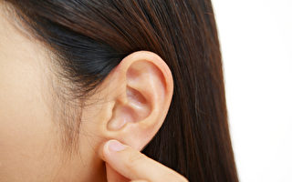 耳朵布滿穴道，按壓耳朵能提升免疫力、減肥。(Shutterstock)
